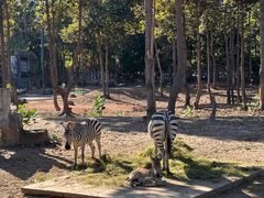 -清迈夜间动物园