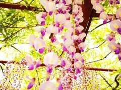 -嘉定紫藤园
