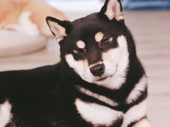 -浣熊柯尔鸭土拨鼠·电玩咖