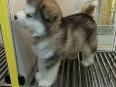 -观音桥步行街