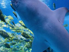 -太平洋海底世界