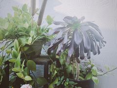 -IFIF 如果花園(宽厚里店)