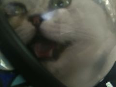 -佳怡动物医院·平价24小时·猫专科骨外科