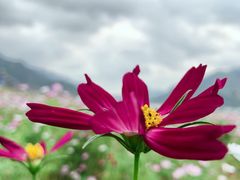 -羚羊峡古栈道森林公园