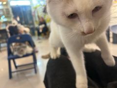 -平行世界·猫咖(首经贸店)