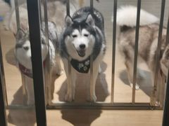 -Husky Go! 哈士奇体验馆·宠物咖啡厅狗咖