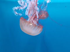 -大连自然博物馆