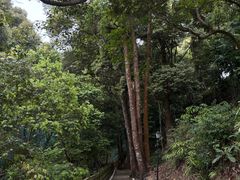 -广州市流溪河国家森林公园