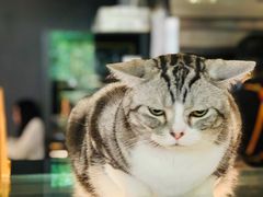 -咖法森林·咖啡  酒吧(天河店)