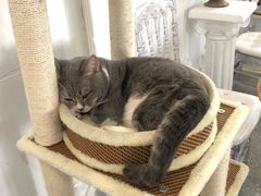 -共舞时光猫咖·狗咖(新街口店)