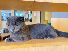 -CAT’S MEWSTAR CAFE·喵星球猫屋(晴湾咖啡店)