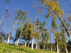 -铁山坪森林公园