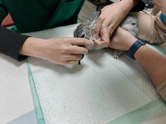 -瑞派天宁宠物医院·猫科·异宠中心