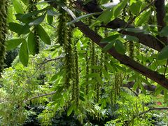 -老张烤羊(王哥庄店)