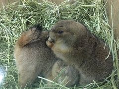 -藦茜花园宠物主题亲子互动体验馆(国顺东路店)