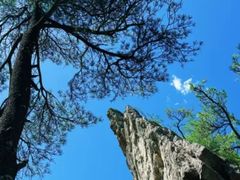 -王顺山国家森林公园