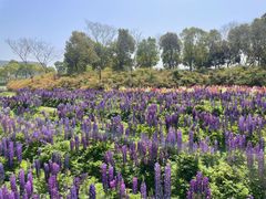 -春花秋色城市公园