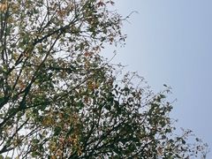 -嘉北郊野公园