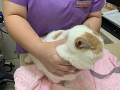 -瑞派康怡24h宠物医院·犬猫医疗中心·微创绝育(瑞景分院)