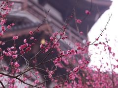 -洋湖国家湿地公园