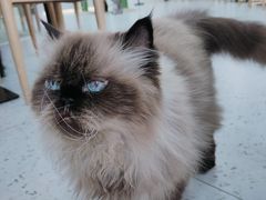 -喵园·猫主题咖啡厅·撸猫·猫咖(国贸店)