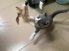 -喵汪萌宠屋旗舰店.洗澡美容.猫狗基地