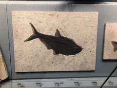 -湖南省地质博物馆