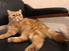 -猫友咖啡店(玉林西路店)