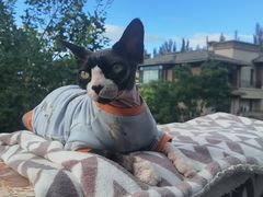 -纳吉亚猫专科动物医院博雅分院
