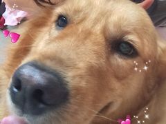 -瑞派宠物医院·24小时骨科·心脏·核磁(哈尔滨南岗店)