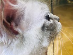 -藏猫猫咖啡主题馆(中央大道店)