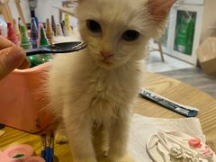 -楼上猫咖(罗湖店)