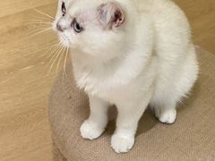 -猫腻·猫咖·撸猫馆(星光大道店)