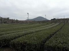 -雪绿茶博物馆