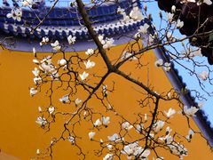 -灵谷景区
