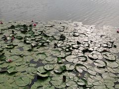 -长兴太湖图影湿地文化园