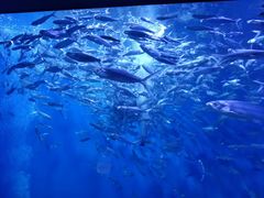 -成都浩海立方海洋公园