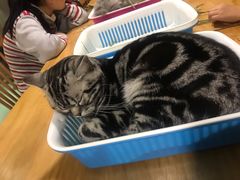 -藦茜花园宠物主题亲子互动体验馆(国顺东路店)