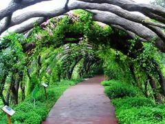 -广西壮族自治区药用植物园