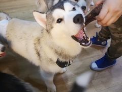 -Husky Go! 哈士奇体验馆·宠物咖啡厅狗咖