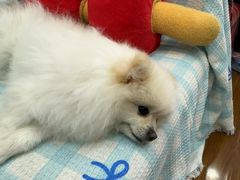 -汪说·狗咖·拼豆·宠物周边DIY(旺城大厦店)