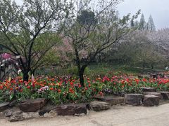 -苏州上方山国家森林公园
