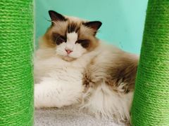 -猫在这儿猫咪咖啡馆·撸猫馆