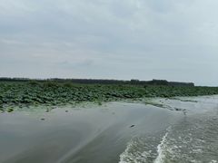 -滕州微山湖红荷湿地景区