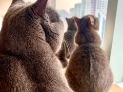 -Catmate·猫肥家润(金润铂宫店)