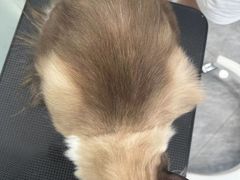 -爱洗澡的猫(望京店)