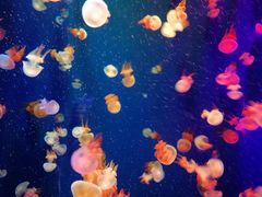 -成都浩海立方海洋公园