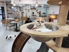 -喵园·猫主题咖啡厅·撸猫·猫咖(国贸店)