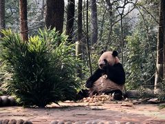 -中国大熊猫保护研究中心雅安碧峰峡基地