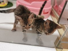 -糯米喵星人总部直营旗舰店·猫舍·幼猫出售